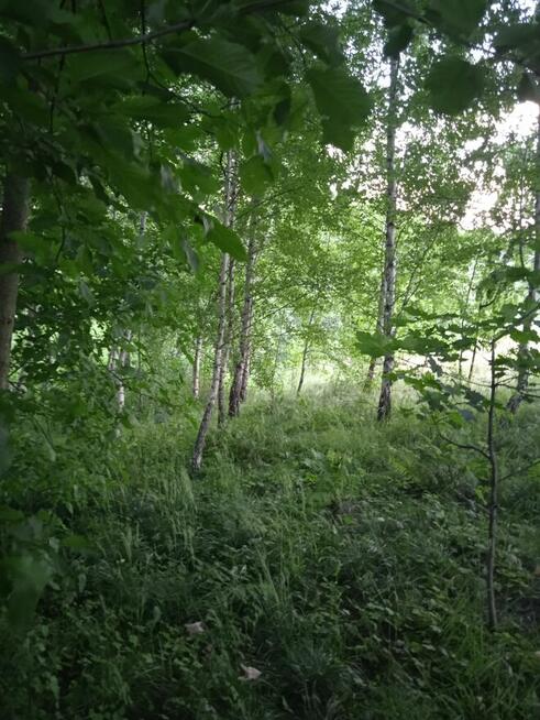 Husów 11ar miedzy domami 55000