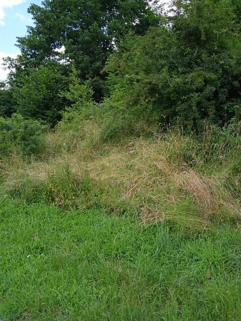 Żyznów powiat strzyżowski 9ar 4 klasa 43000