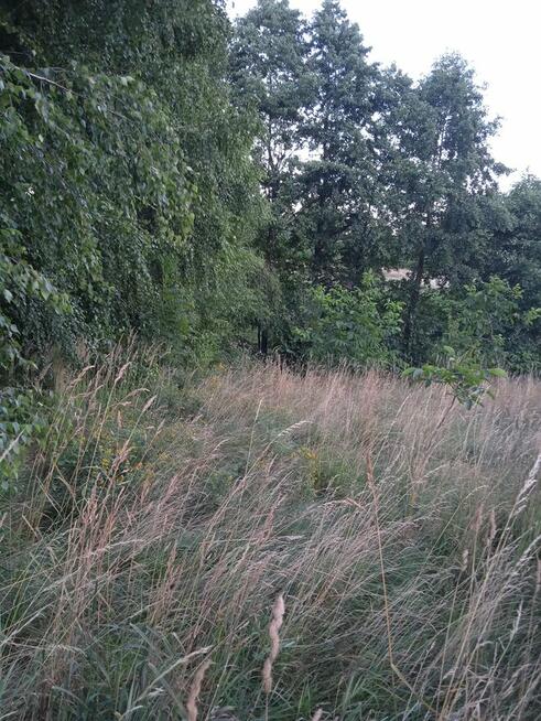 Husów 11ar miedzy domami 55000