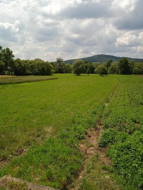 ŻYZNÓW dojazd z asfaltowej drogi naokoło domy- 4600 1ar !!!