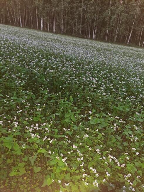 Gryka- uprawa dla pszczół
