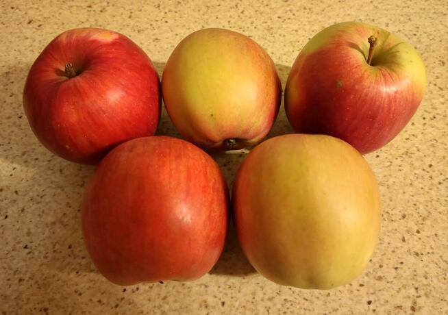 Gruszka Klapsa Sprzedam cena 1,50 zł.tel.515514800