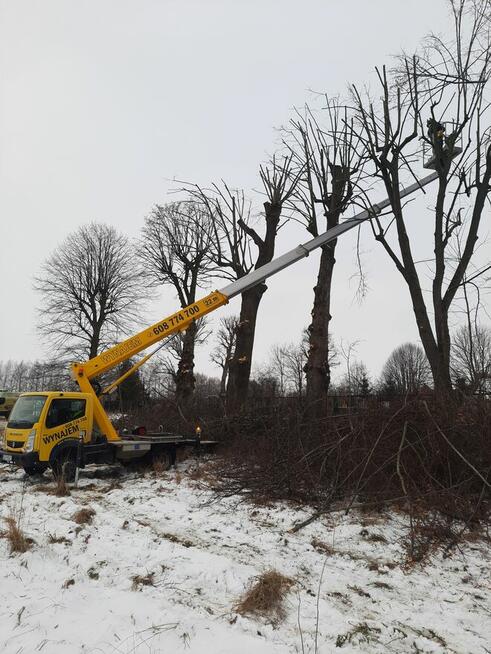 Wycinka drzew