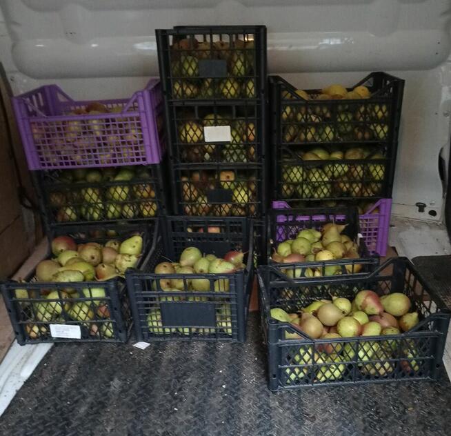 Gruszka Klapsa Sprzedam cena 1,50 zł.tel.515514800