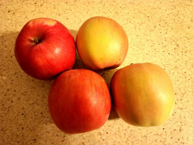 Gruszka Klapsa Sprzedam cena 1,50 zł.tel.515514800