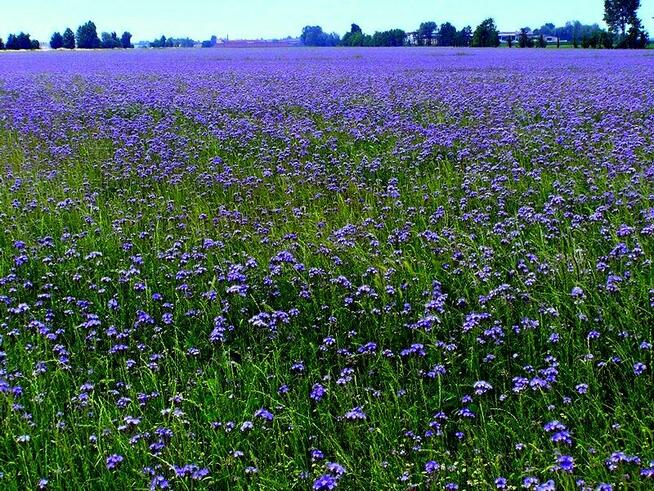 Facelia- uprawa dla pszczół