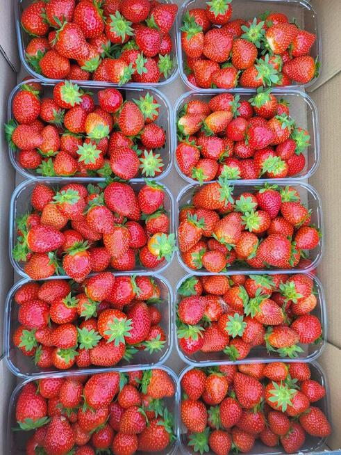 Przyjmuję zamówienia na świeże warzywa i owoce-dowóz gratis