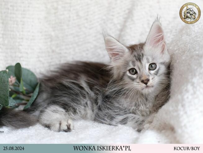 Wonka czarny srebrzysty kocurek maine coon WCF