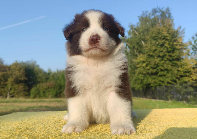 Border Collie - Piękna Rasowa Suczka z Hodowli Wiąz, komplet