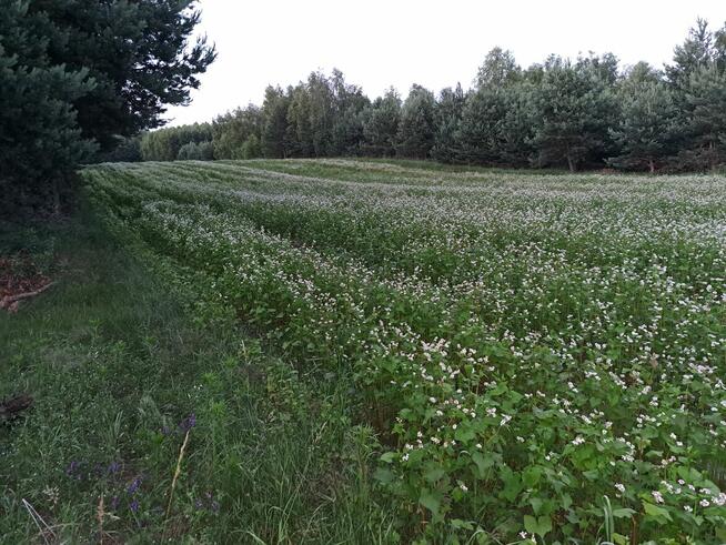 Gryka- uprawa dla pszczół