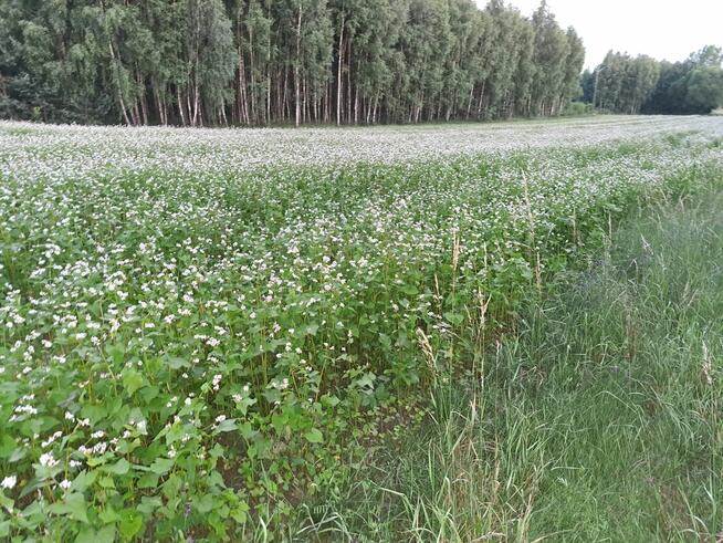 Gryka- uprawa dla pszczół