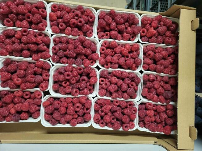 Przyjmuję zamówienia na świeże warzywa i owoce-dowóz gratis