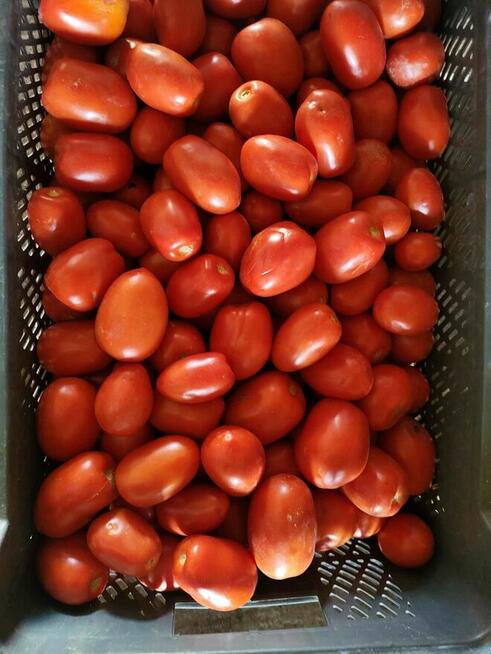 Przyjmuję zamówienia na świeże warzywa i owoce-dowóz gratis