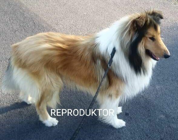 Reproduktor Owczarek Szkocki