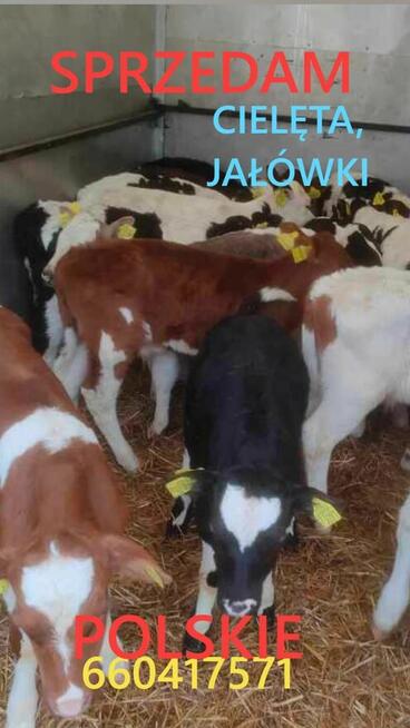 cieleta jałówki od rolników