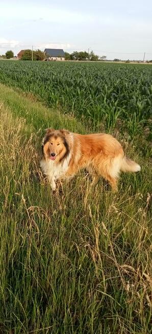 Reproduktor Owczarek Szkocki