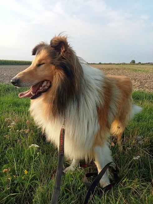 Reproduktor Owczarek Szkocki