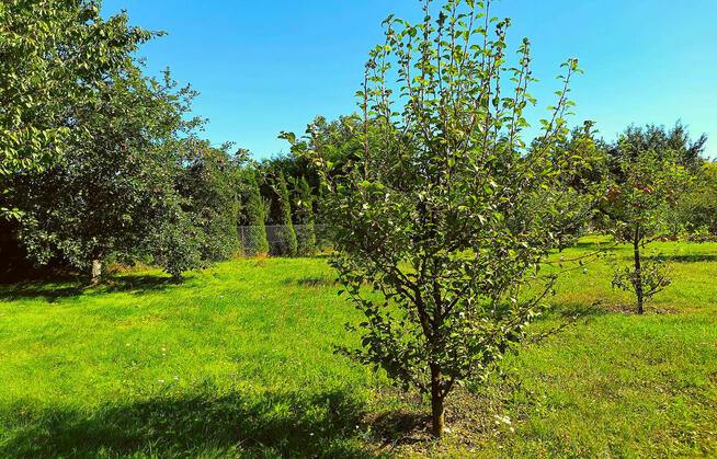 Ładna działka 970m2, Łapiguz. 1 km od Zamościa
