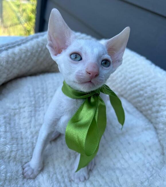 Cornish rex kocurek przepiękny blue eyes