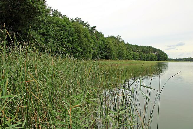 Działka leśna Radogoszcz gm. Osiek