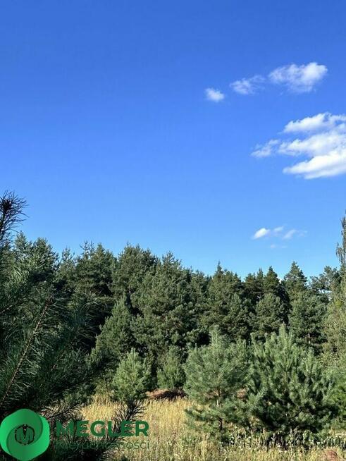 Działka w otulinie lasu