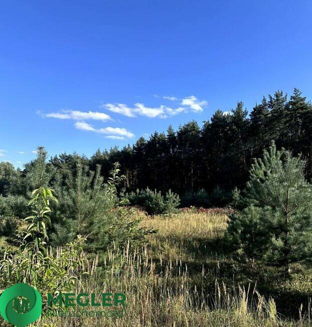 Działka w otulinie lasu