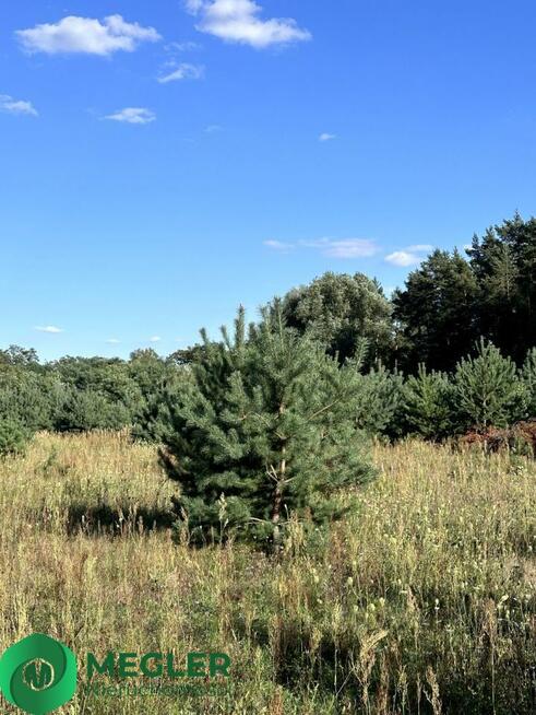 Działka w otulinie lasu