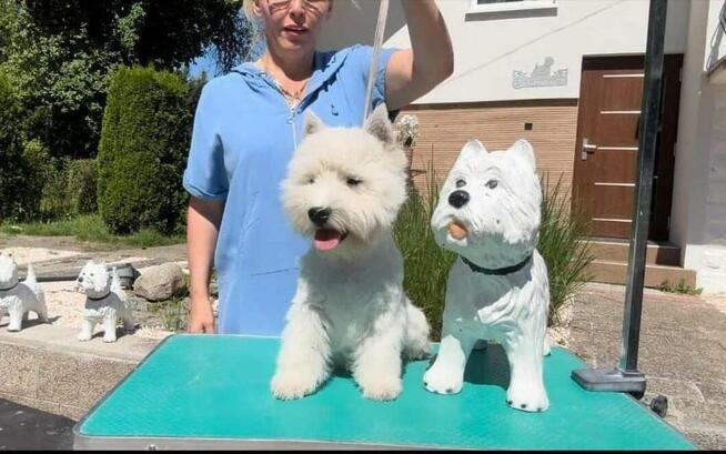 West Highland White Terrier FCI