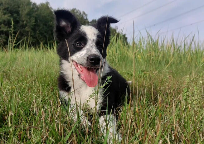 Piegusek Loko - Border Collie - Rasowy pies z hodowli Wiąz