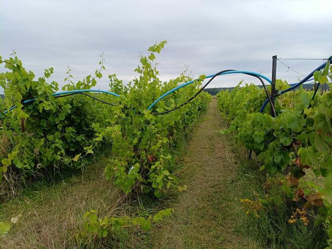 Winnica ogrodzona, z nasadzeniami odmian szlachetnych