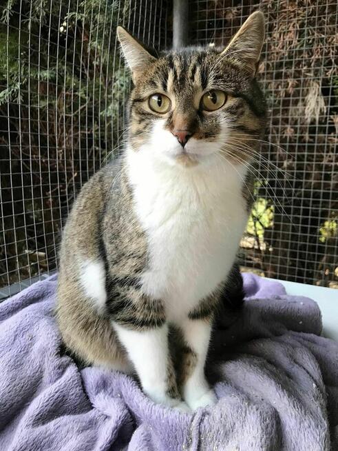 Micia i Maciuś ok 2 let.rodzeństwo czeka na adopcję Łochów