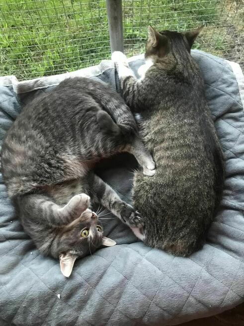 Micia i Maciuś ok 2 let.rodzeństwo czeka na adopcję Łochów