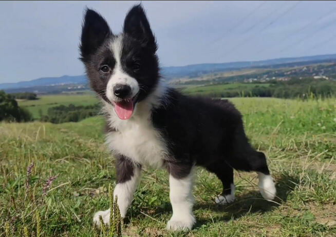 Border Collie - Rasowy pies z hodowli Wiąz, dokumentacja hod