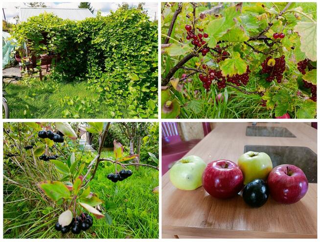 Sprzedam ogródek działkowy w ROD RELAX