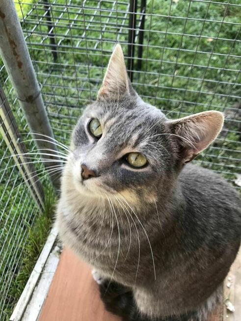 Micia i Maciuś ok 2 let.rodzeństwo czeka na adopcję Łochów