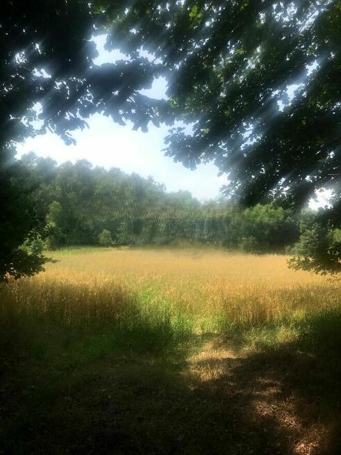 Przepiękna dz.budowlana k. Janowca/Kaziemierza Dolnego