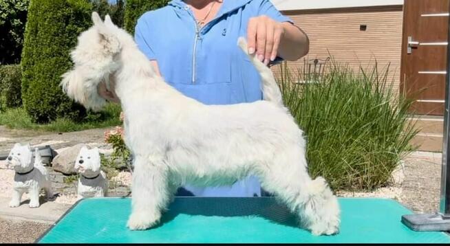 West Highland White Terrier FCI
