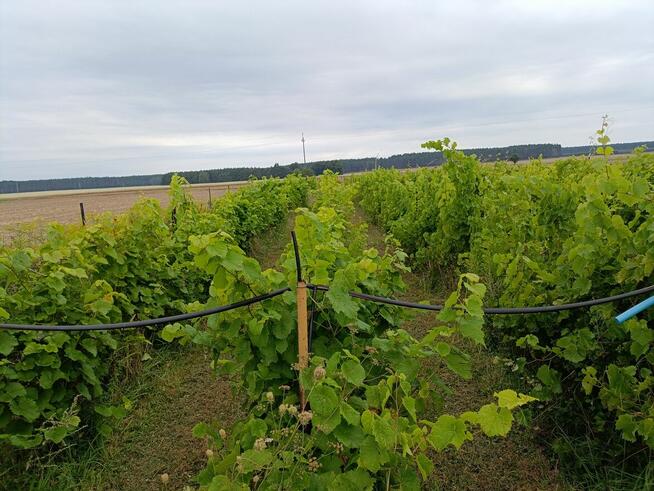 Winnica ogrodzona, z nasadzeniami odmian szlachetnych