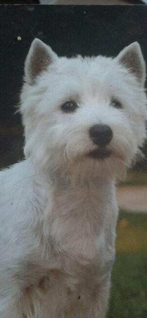 West Highland White Terrier FCI