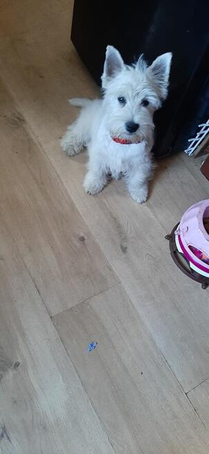 West Highland White Terrier FCI