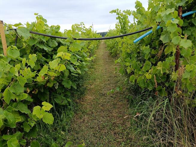 Winnica ogrodzona, z nasadzeniami odmian szlachetnych