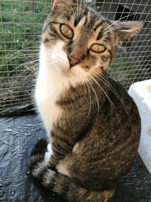 Micia i Maciuś ok 2 let.rodzeństwo czeka na adopcję Łochów