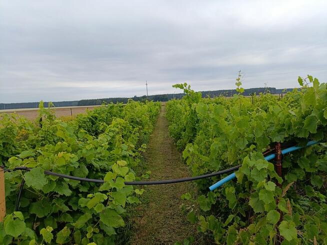 Winnica ogrodzona, z nasadzeniami odmian szlachetnych