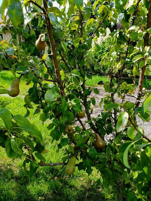 Sprzedam ogródek działkowy w ROD RELAX