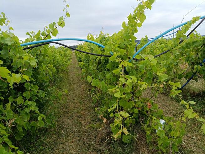 Winnica ogrodzona, z nasadzeniami odmian szlachetnych