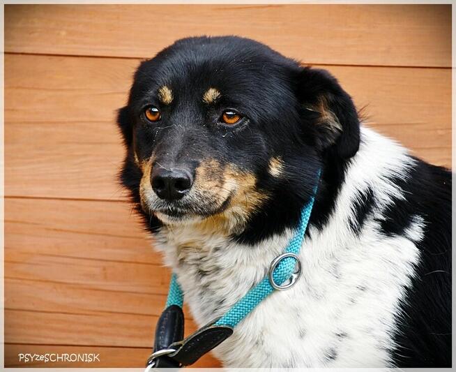 Sofia - wróciła z adopcji... pokochaj tę przyjazną sunię