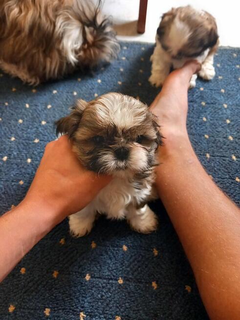 Shiz tzu Tricokolor