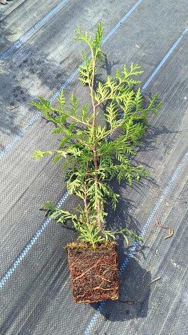 Tuja brabant 40-60 cm