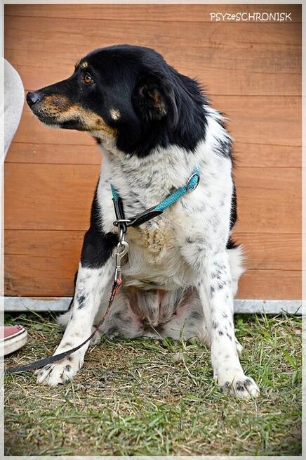 Sofia - wróciła z adopcji... pokochaj tę przyjazną sunię