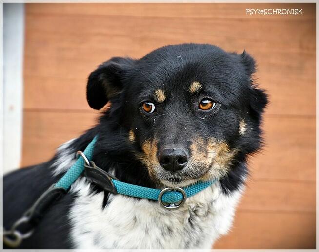 Sofia - wróciła z adopcji... pokochaj tę przyjazną sunię